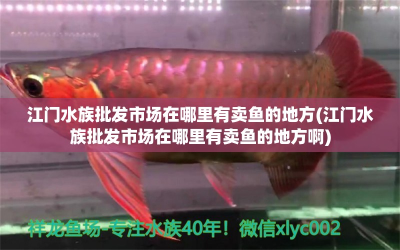 江门水族批发市场在哪里有卖鱼的地方(江门水族批发市场在哪里有卖鱼的地方啊)