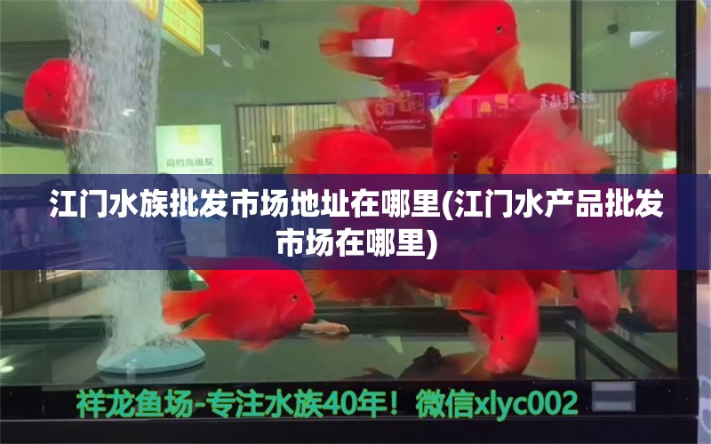 江门水族批发市场地址在哪里(江门水产品批发市场在哪里) 观赏鱼水族批发市场 第1张