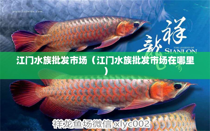 江门水族批发市场（江门水族批发市场在哪里）