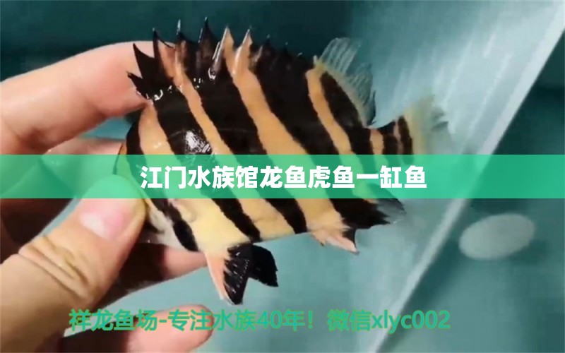 江门水族馆龙鱼虎鱼一缸鱼 虎鱼百科 第2张