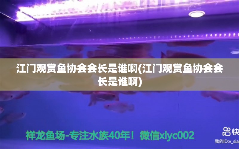 江门观赏鱼协会会长是谁啊(江门观赏鱼协会会长是谁啊) 非洲金鼓鱼