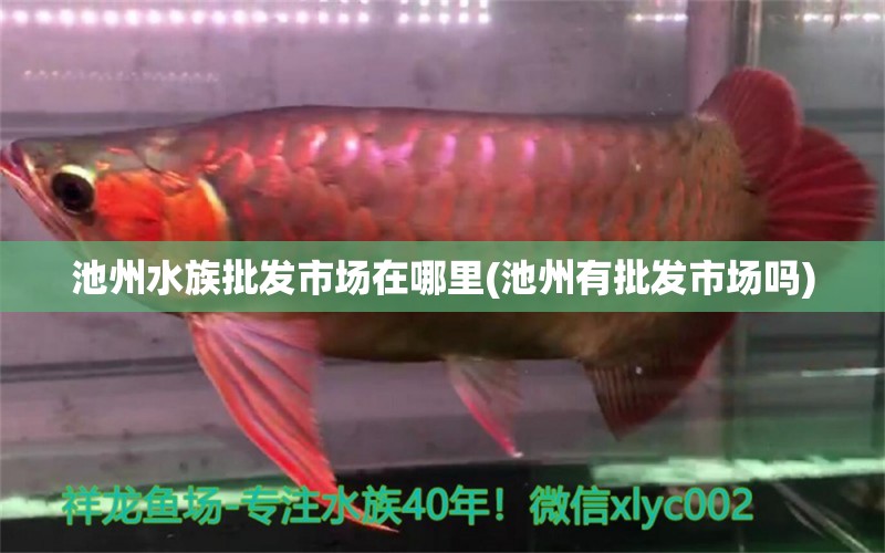 池州水族批发市场在哪里(池州有批发市场吗) 观赏鱼水族批发市场