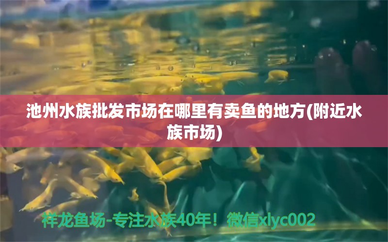 池州水族批发市场在哪里有卖鱼的地方(附近水族市场) 观赏鱼水族批发市场