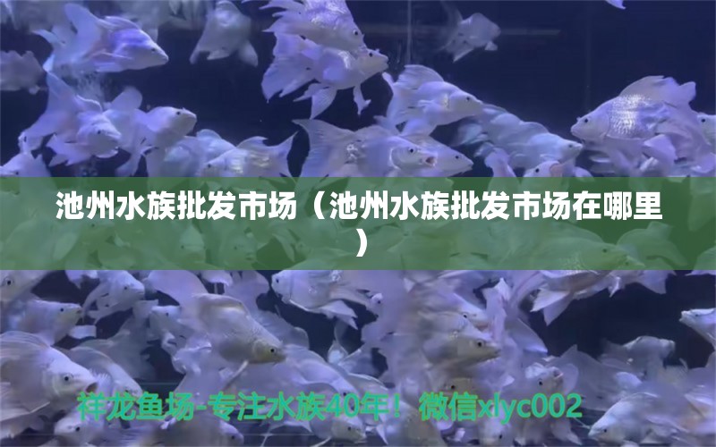 池州水族批发市场（池州水族批发市场在哪里）