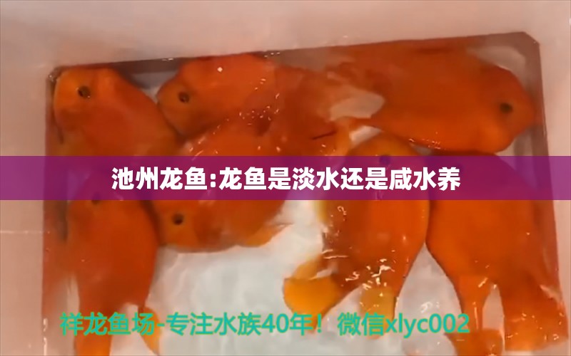 池州龙鱼:龙鱼是淡水还是咸水养