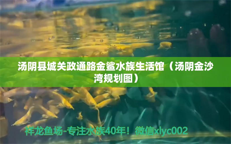 汤阴县城关政通路金鲨水族生活馆（汤阴金沙湾规划图）