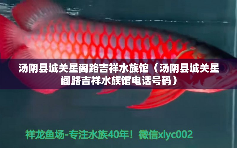 汤阴县城关星阁路吉祥水族馆（汤阴县城关星阁路吉祥水族馆电话号码）