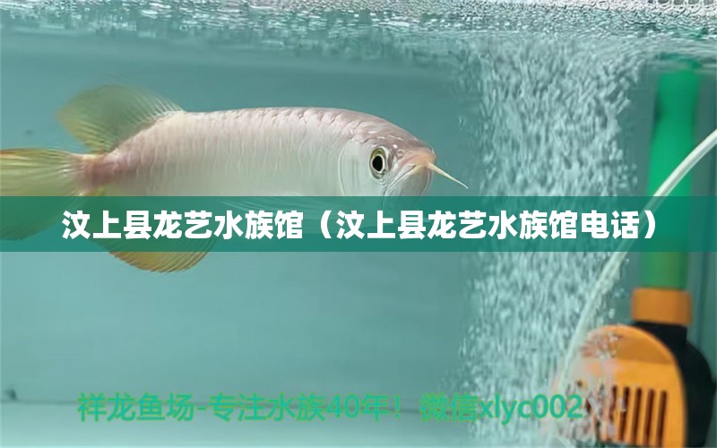 汶上县龙艺水族馆（汶上县龙艺水族馆电话）