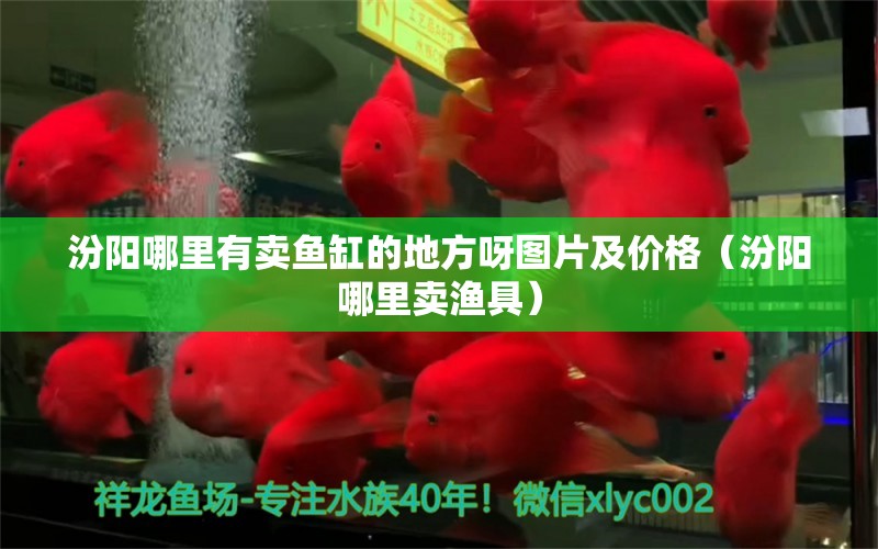 汾阳哪里有卖鱼缸的地方呀图片及价格（汾阳哪里卖渔具）