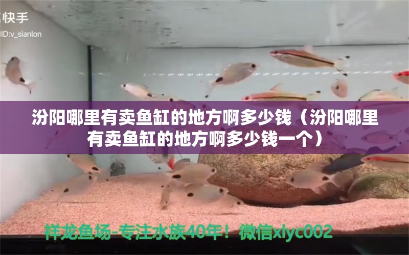 汾阳哪里有卖鱼缸的地方啊多少钱（汾阳哪里有卖鱼缸的地方啊多少钱一个） 细线银版鱼