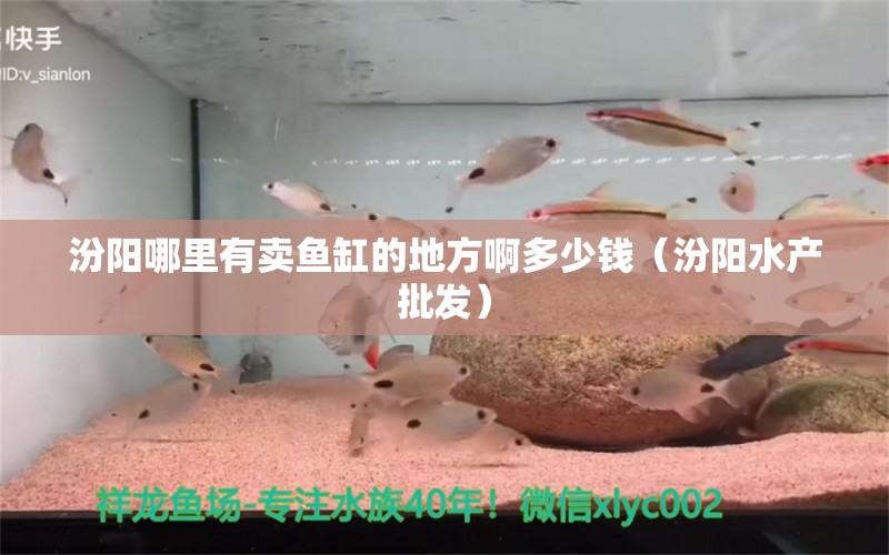 汾阳哪里有卖鱼缸的地方啊多少钱（汾阳水产批发） 观赏鱼批发