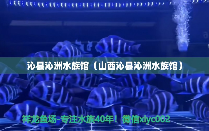 沁县沁洲水族馆（山西沁县沁洲水族馆） 全国观赏鱼市场 第2张