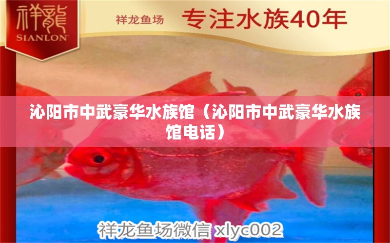 沁阳市中武豪华水族馆（沁阳市中武豪华水族馆电话）