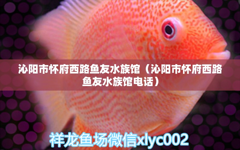 沁阳市怀府西路鱼友水族馆（沁阳市怀府西路鱼友水族馆电话） 全国水族馆企业名录