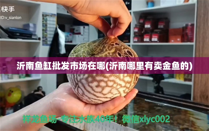 沂南鱼缸批发市场在哪(沂南哪里有卖金鱼的) 水族杂谈