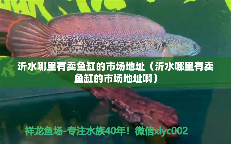 沂水哪里有卖鱼缸的市场地址（沂水哪里有卖鱼缸的市场地址啊） 祥龙水族医院