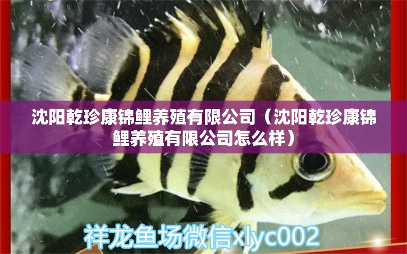 沈阳乾珍康锦鲤养殖有限公司（沈阳乾珍康锦鲤养殖有限公司怎么样）