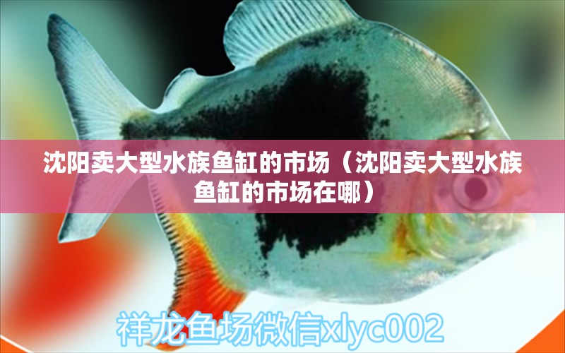 沈阳卖大型水族鱼缸的市场（沈阳卖大型水族鱼缸的市场在哪）