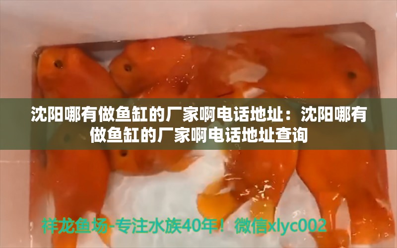 沈阳哪有做鱼缸的厂家啊电话地址：沈阳哪有做鱼缸的厂家啊电话地址查询 观赏鱼市场（混养鱼）