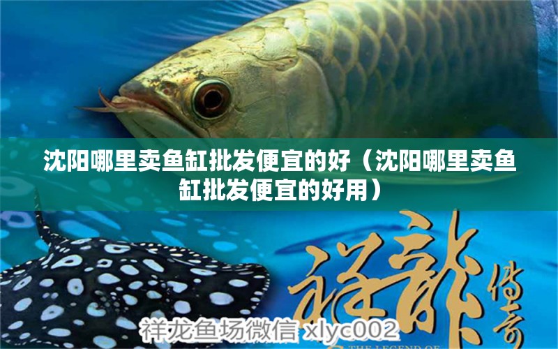 沈阳哪里卖鱼缸批发便宜的好（沈阳哪里卖鱼缸批发便宜的好用）