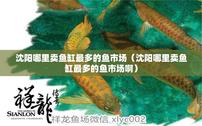 沈阳哪里卖鱼缸最多的鱼市场（沈阳哪里卖鱼缸最多的鱼市场啊） 祥龙水族医院