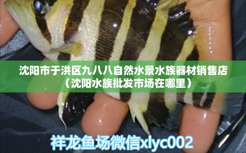 沈阳市于洪区九八八自然水景水族器材销售店（沈阳水族批发市场在哪里）