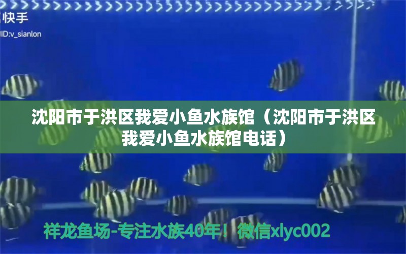 沈阳市于洪区我爱小鱼水族馆（沈阳市于洪区我爱小鱼水族馆电话）