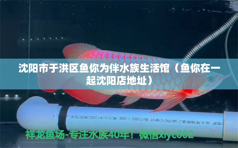 沈阳市于洪区鱼你为伴水族生活馆（鱼你在一起沈阳店地址） 全国水族馆企业名录