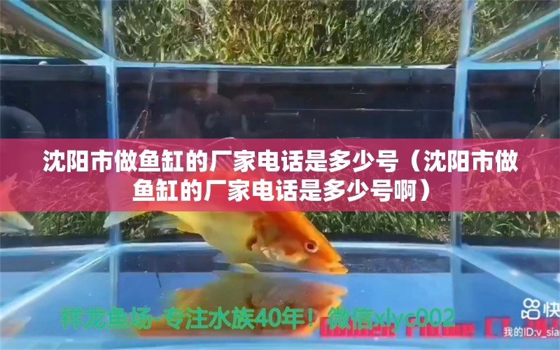 沈阳市做鱼缸的厂家电话是多少号（沈阳市做鱼缸的厂家电话是多少号啊） 祥龙鱼场