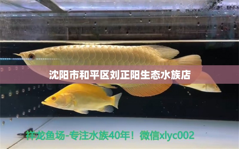 沈阳市和平区刘正阳生态水族店 全国水族馆企业名录