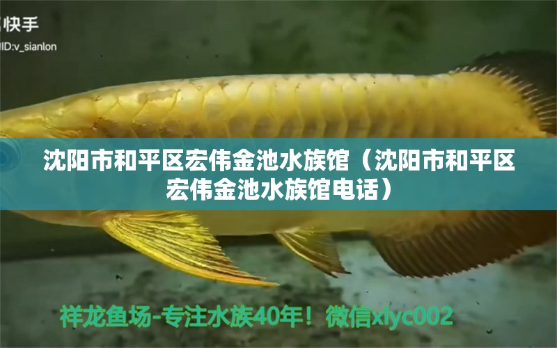 沈阳市和平区宏伟金池水族馆（沈阳市和平区宏伟金池水族馆电话） 全国水族馆企业名录