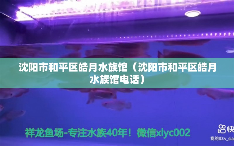 沈阳市和平区皓月水族馆（沈阳市和平区皓月水族馆电话） 全国水族馆企业名录