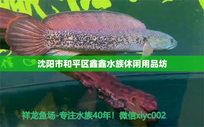 沈阳市和平区鑫鑫水族休闲用品坊