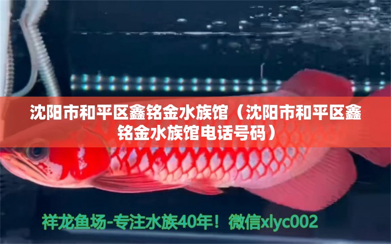 沈阳市和平区鑫铭金水族馆（沈阳市和平区鑫铭金水族馆电话号码） 全国水族馆企业名录