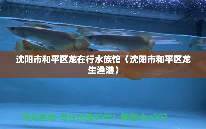 沈阳市和平区龙在行水族馆（沈阳市和平区龙生渔港）