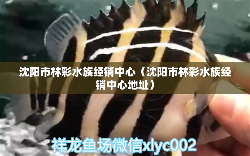 沈阳市林彩水族经销中心（沈阳市林彩水族经销中心地址）