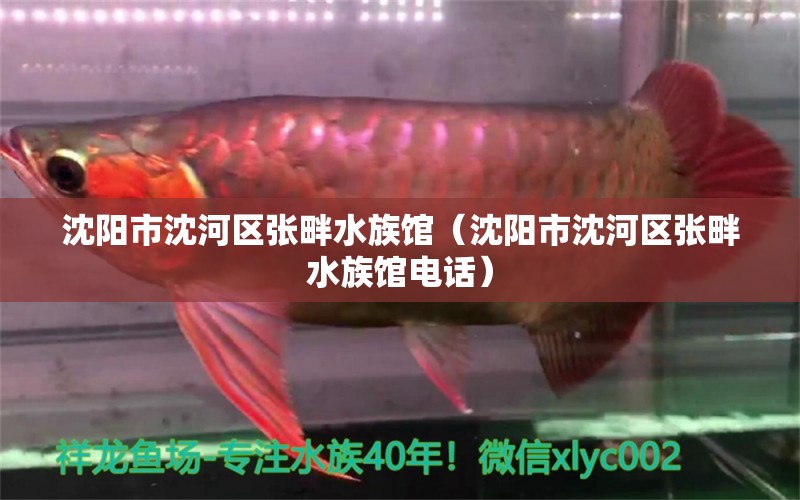 沈阳市沈河区张畔水族馆（沈阳市沈河区张畔水族馆电话） 全国水族馆企业名录