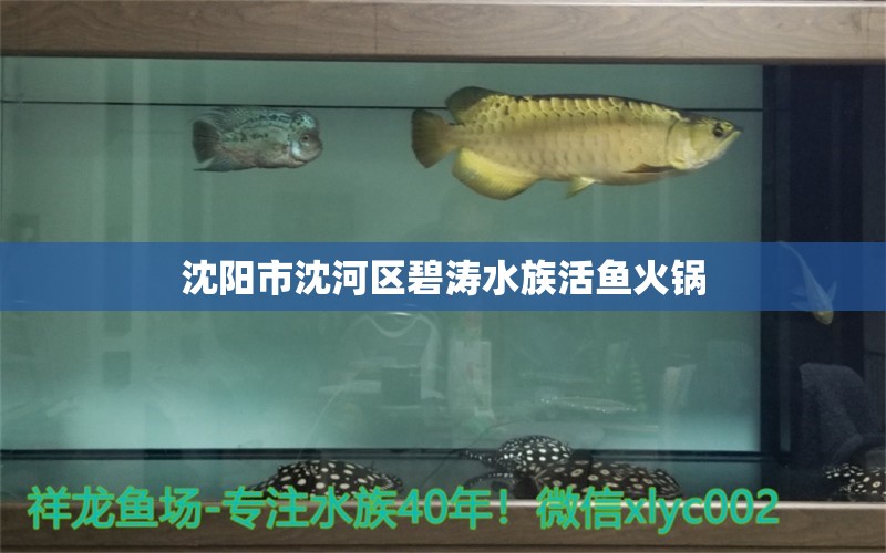 沈阳市沈河区碧涛水族活鱼火锅