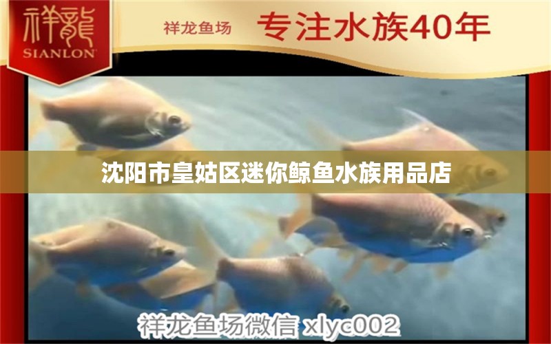 沈阳市皇姑区迷你鲸鱼水族用品店 水族用品