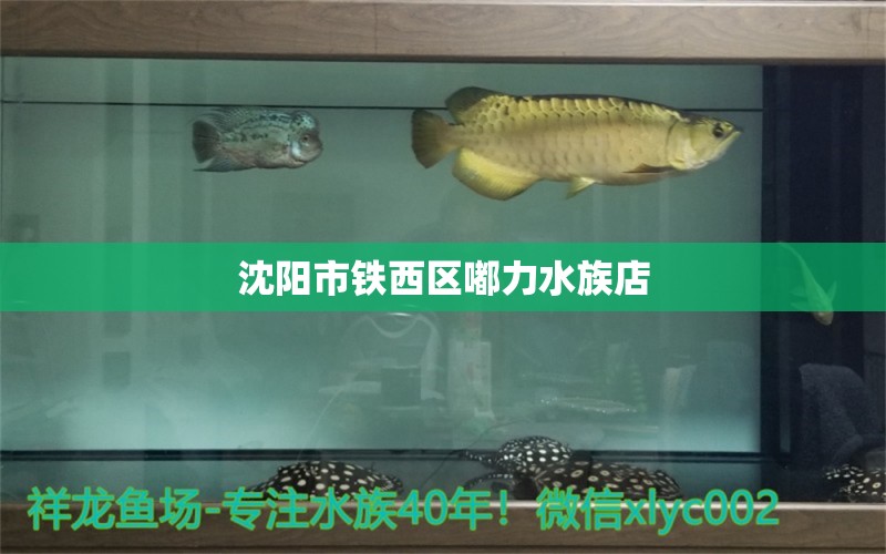 沈阳市铁西区嘟力水族店