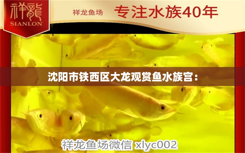 沈阳市铁西区大龙观赏鱼水族宫： 全国水族馆企业名录