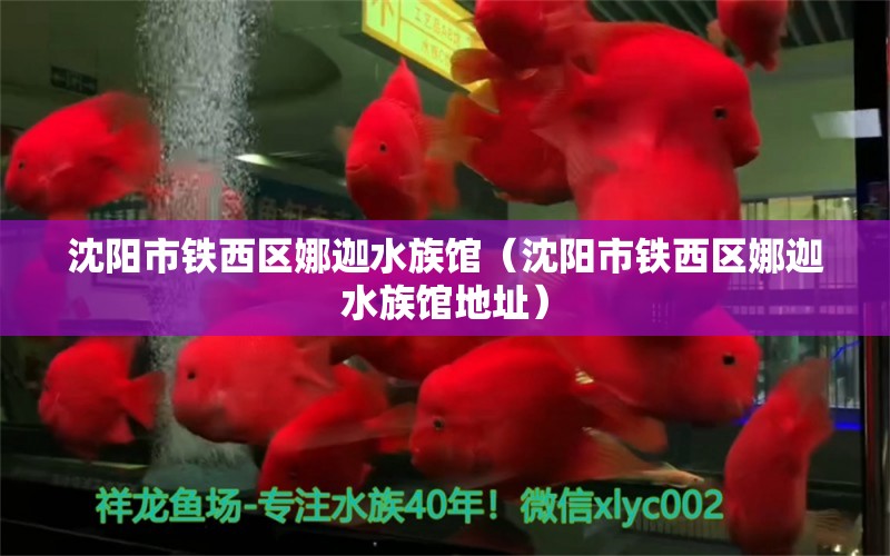 沈阳市铁西区娜迦水族馆（沈阳市铁西区娜迦水族馆地址）