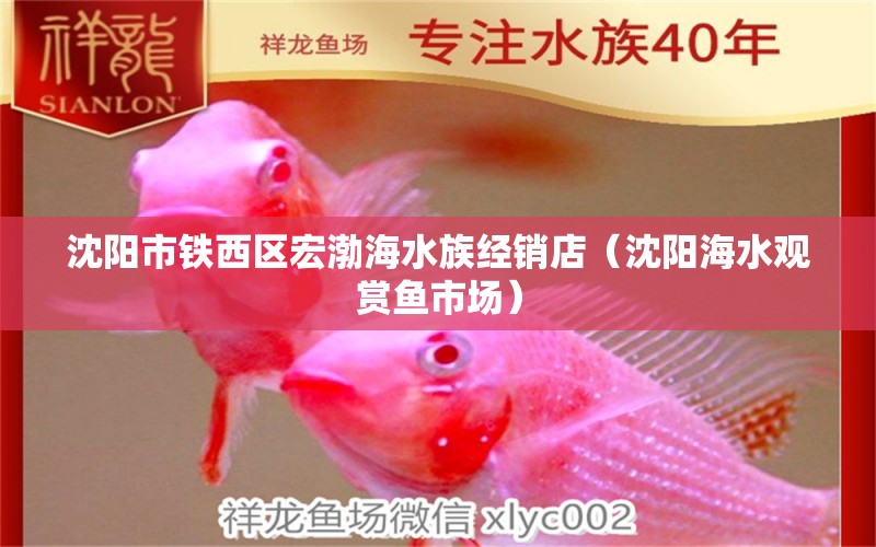 沈阳市铁西区宏渤海水族经销店（沈阳海水观赏鱼市场） 观赏鱼市场（混养鱼）