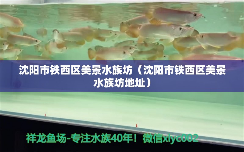 沈阳市铁西区美景水族坊（沈阳市铁西区美景水族坊地址） 全国水族馆企业名录