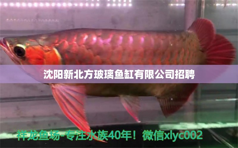 沈阳新北方玻璃鱼缸有限公司招聘 水族问答 第1张