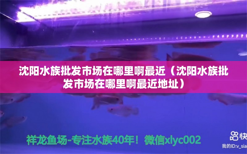 沈阳水族批发市场在哪里啊最近（沈阳水族批发市场在哪里啊最近地址） 观赏鱼水族批发市场