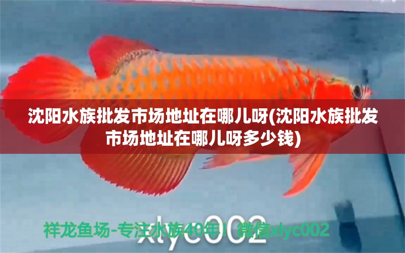 沈阳水族批发市场地址在哪儿呀(沈阳水族批发市场地址在哪儿呀多少钱) 观赏鱼水族批发市场