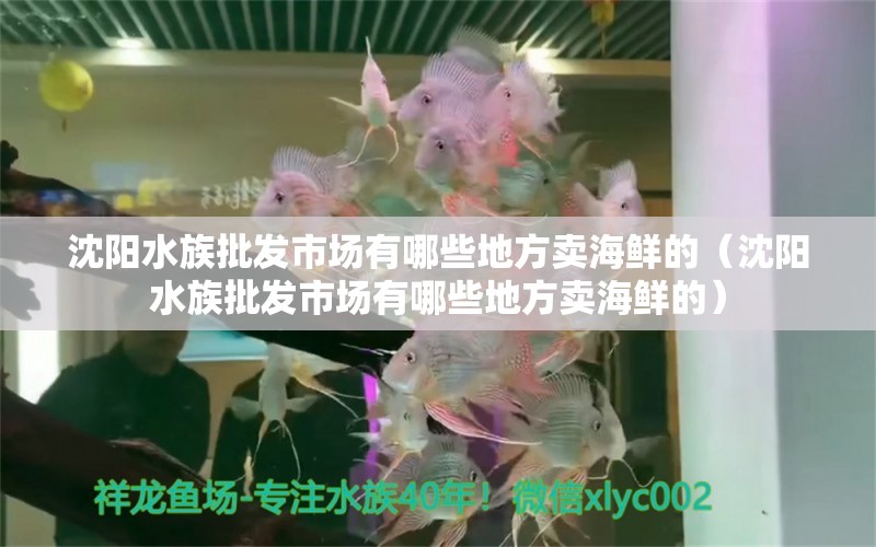 沈阳水族批发市场有哪些地方卖海鲜的（沈阳水族批发市场有哪些地方卖海鲜的） 观赏鱼水族批发市场