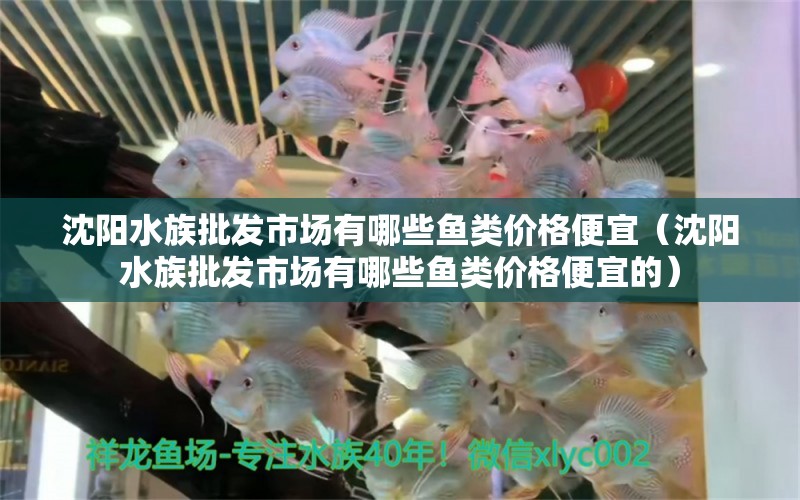 沈阳水族批发市场有哪些鱼类价格便宜（沈阳水族批发市场有哪些鱼类价格便宜的）