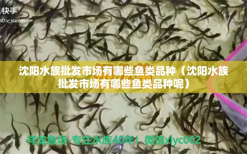 沈阳水族批发市场有哪些鱼类品种（沈阳水族批发市场有哪些鱼类品种呢） 观赏鱼水族批发市场